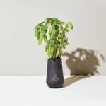 Custom Modern Sprout Tapered Tumbler Grow Kit - Black-Basil - 4