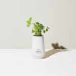 Custom Modern Sprout Tapered Tumbler Grow Kit - White-Mint - 4