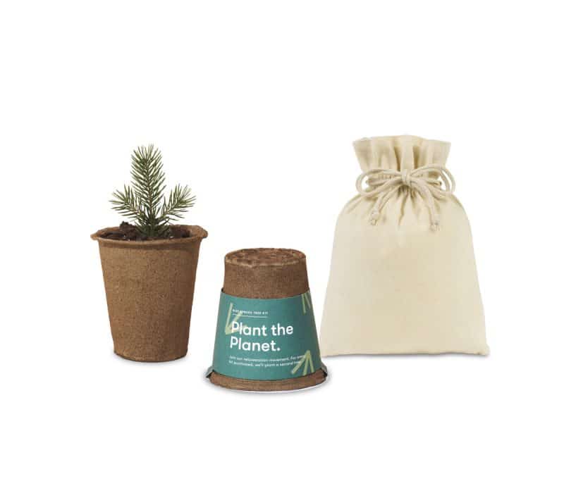 Custom Modern Sprout® One For One Tree Kits - Spruce - 1