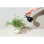 Custom Modern Sprout® Plant Parent Mister - Matte Black - 4