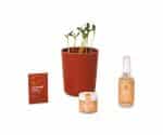 Custom Modern Sprout® Shine Bright Take Care Kit - Sunflower - Shine Bright Sunflower - 1