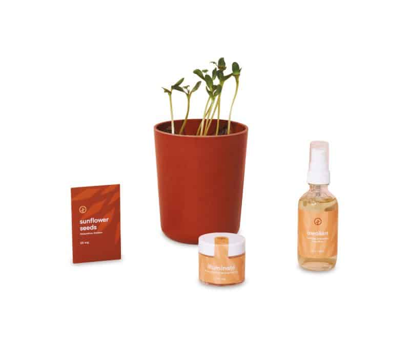 Custom Modern Sprout® Shine Bright Take Care Kit - Sunflower - Shine Bright Sunflower - 1
