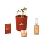 Custom Modern Sprout® Shine Bright Take Care Kit - Sunflower - Shine Bright Sunflower