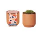 Custom Modern Sprout® Tiny Terracotta Grow Kit Champagne Poppies - Terracotta - 1