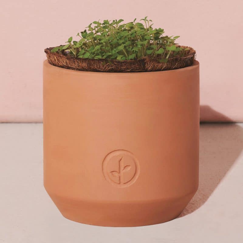 Custom Modern Sprout® Tiny Terracotta Grow Kit Champagne Poppies - Terracotta - 3