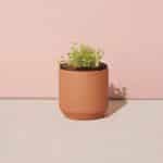 Custom Modern Sprout® Tiny Terracotta Grow Kit Good Luck Clover - Terracotta - 3