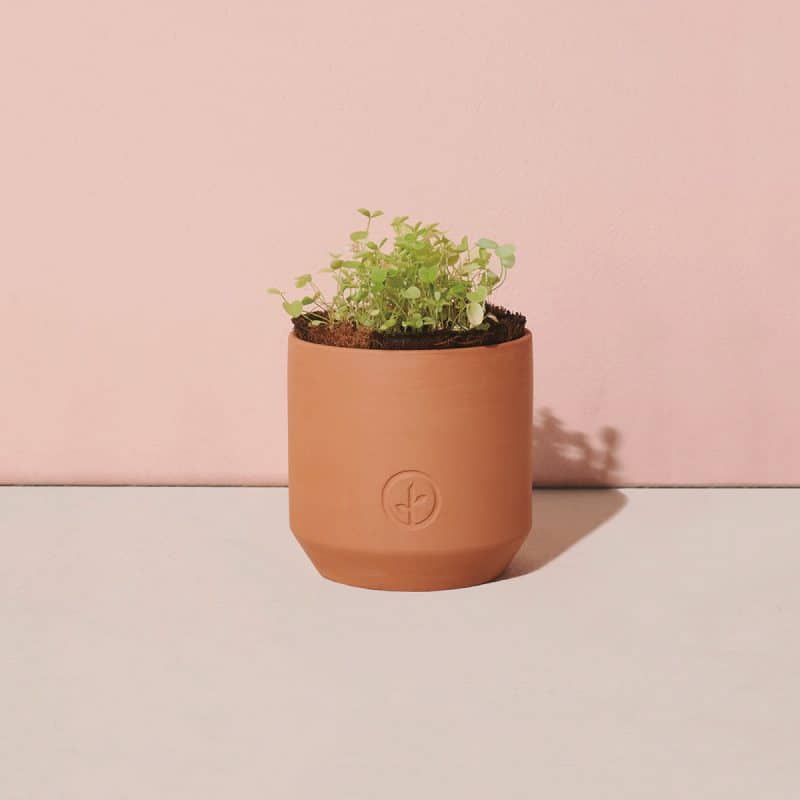 Custom Modern Sprout® Tiny Terracotta Grow Kit Good Luck Clover - Terracotta - 3