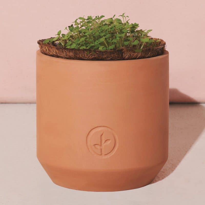 Custom Modern Sprout® Tiny Terracotta Grow Kit Thank You Daisies - Terracotta - 3