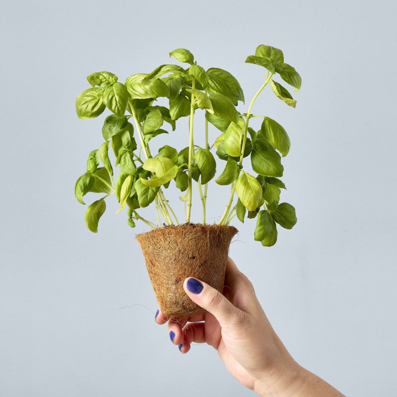 Custom Modern Sprout Garden Seed Pop - Sweet Basil - 4
