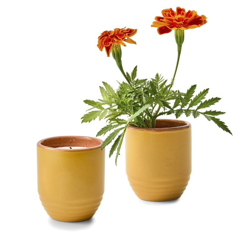 Custom Modern Sprout® Garden Vibes Candle/Planter - Last Light-Marigold - 1