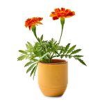 Custom Modern Sprout® Garden Vibes Candle/Planter - Last Light-Marigold - 3