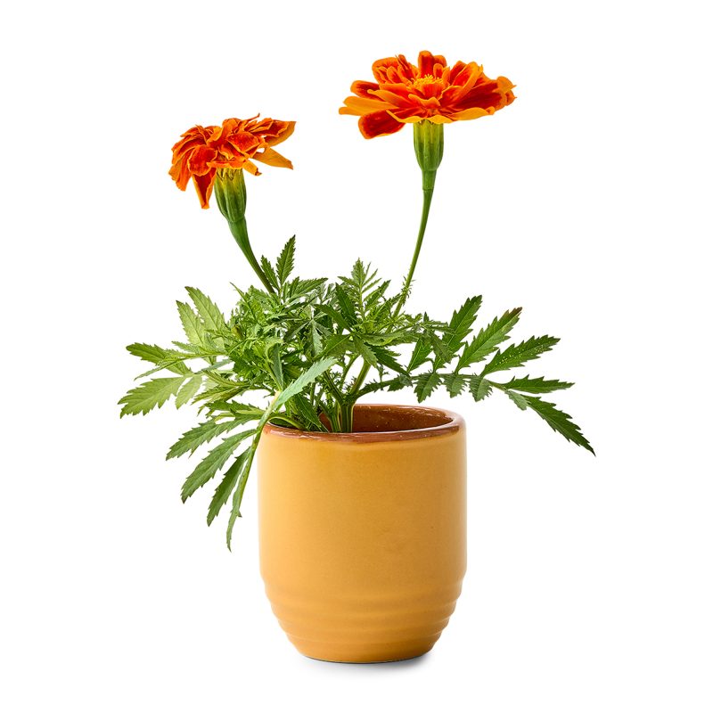 Custom Modern Sprout® Garden Vibes Candle/Planter - Last Light-Marigold - 3