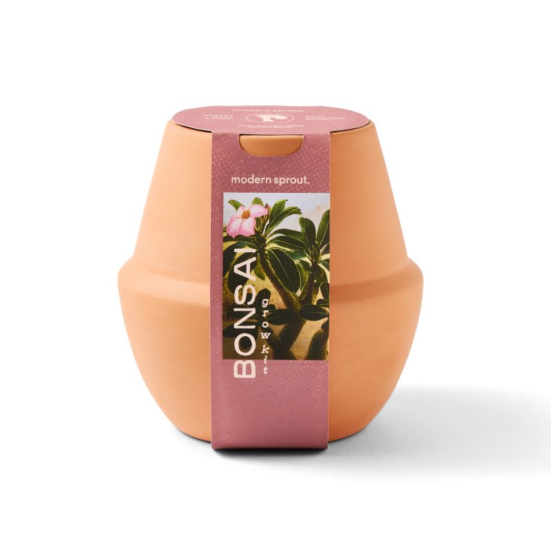 Custom Modern Sprout® Modern Terracotta Grow Kit Bonsai - Terracotta - 3