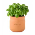 Custom Modern Sprout Tiny Terracotta Big Congrats - Terracotta