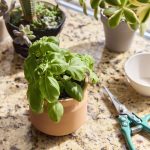 Custom Modern Sprout Tiny Terracotta Big Congrats - Terracotta - 3