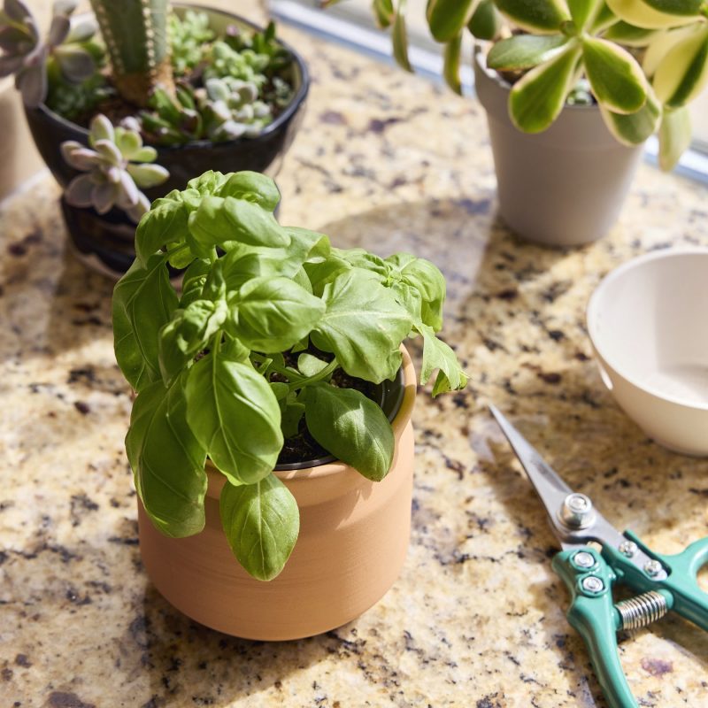 Custom Modern Sprout Tiny Terracotta Big Congrats - Terracotta - 3