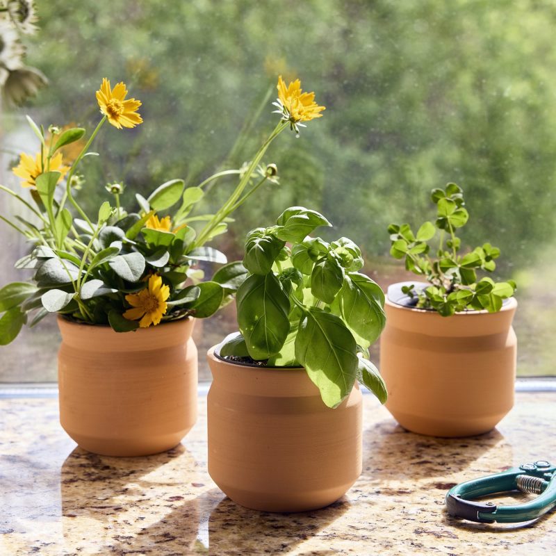 Custom Modern Sprout Tiny Terracotta Lucky to Have You - Terracotta - 2