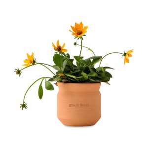 Custom Modern Sprout Tiny Terracotta Thank You - Terracotta